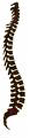 spine